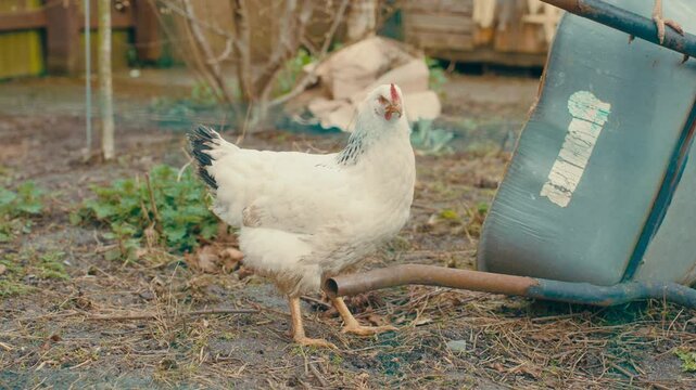 chicken alone in farm