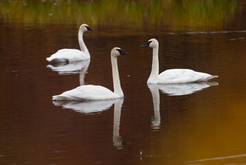 Trumpeter Swans (Cygnus buccinator) on a tundra pond in Alaska in the fall. 