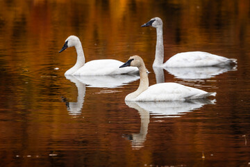 Fototapeta premium Trumpeter Swans (Cygnus buccinator) on a tundra pond in Alaska in the fall. 