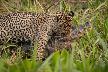 A Jaguar (Panthera onca) with a Yacare Caiman it has just caught in the Pantanal of Mato Grosso, Brazil. 