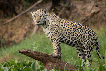 A Jaguar (Panthera onca) in the Pantanal of Mato Grosso, Brazil. 