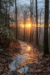 sunset in the forest