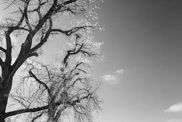 Fototapeta premium Hoar Frost