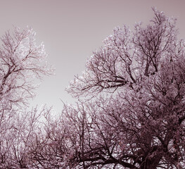 Hoar Frost