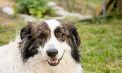 happy white dog on summer meadow