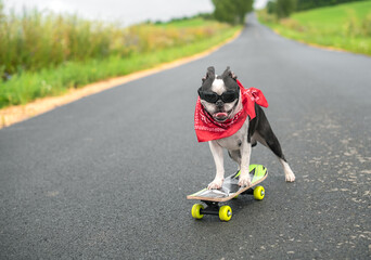 A cool happy guy, a Boston Terrier dog in black glasses and a scarf rides a skateboard down the...