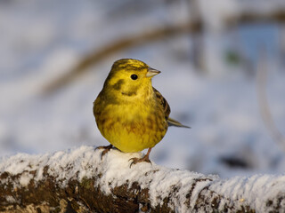 Yellowhammer (Emberiza citrinella)