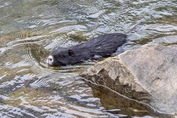 Naklejka premium Ein schwimmender Nutria in der Seitenansicht mit schwarzem Fell und weißer Schnauze