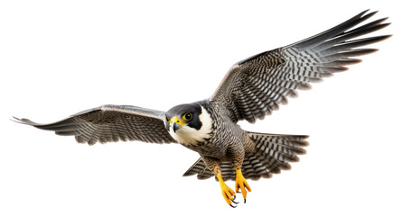 PNG Peregrine falcon in flight buzzard animal bird.