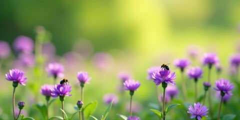 Fototapeta premium Serene Meadow with Purple Blossoms and Busy Bees Gently Gathering Nectar in Sunlight