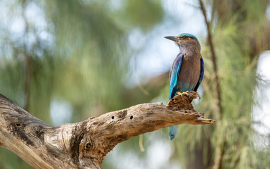 Indian Roller