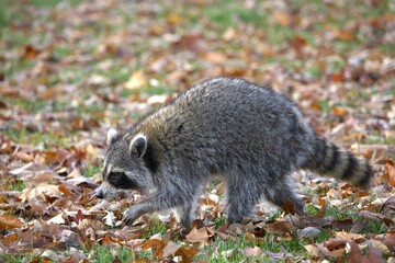 An image of a raccoon walking in a field of leaves on a sunny Fall day.
