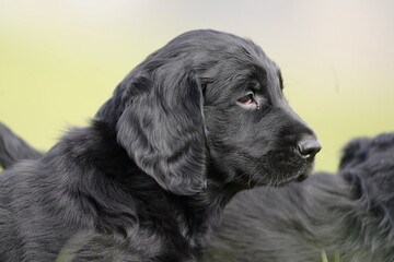 Closeup portrait of a Flat-coated Retriever puppy. Two black puppies playing in the grass. 