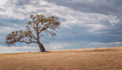 Obraz premium Lonely firefly tree stands resilient on a desolate plain under strong winds