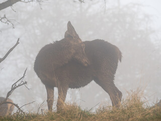 deer in the mist
