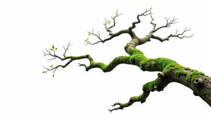 Fototapeta premium A Lush Green Mossy Tree Branch with Delicate New Spring Leaves Against a Pure White Background