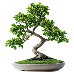 Beautiful Bonsai plant transparent 