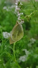 Nature's Grace: A Butterfly in Bloom