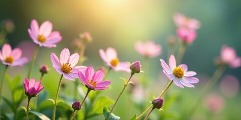 Fototapeta premium A field of delicate pink blossoms bathed in the warm glow of sunrise, their petals unfurling in the soft light, a serene and peaceful scene of natural beauty