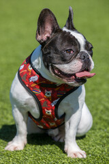 Fototapeta premium Black and White Frenchie Piebald Male Sitting and Panting. Off-leash Dog Park in Northern California.
