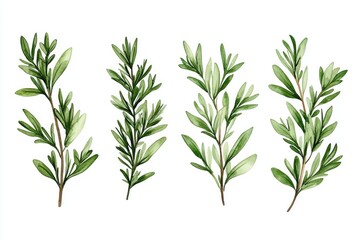 Fototapeta premium Four different herbs in a square arrangement, simple line art style.