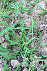 In the field, like a weed, grows Digitaria sanguinalis