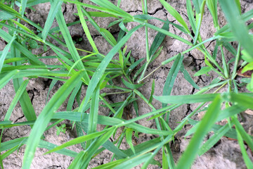 In the field, like a weed, grows Digitaria sanguinalis