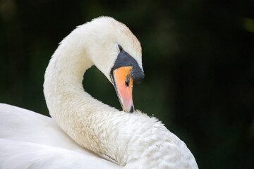 Obraz premium close up of a white swan