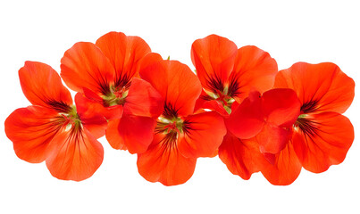 Vibrant orange geraniums, close-up, studio shot, floral design