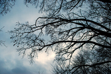branches of huge trees without leaves in winter against a dark sky