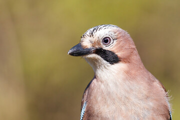 close up of a jay bird