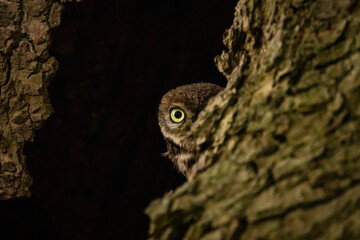little owl close up with eye focus