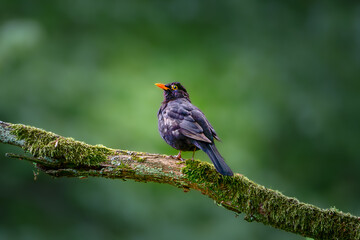 Blackbird on a branch