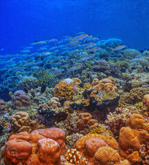 Coral reef in South Pacific, Indonesia, North Sulawesi