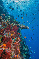 Coral reef in South Pacific, Indonesia, North Sulawesi