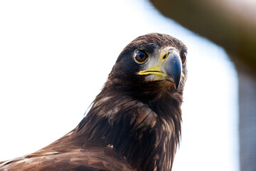 close up of a eagle