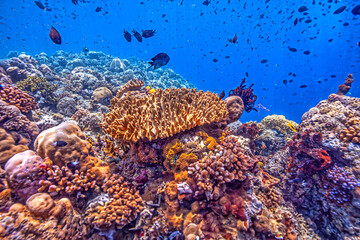 Coral reef in South Pacific, Indonesia, North Sulawesi