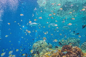 Coral reef in South Pacific, Indonesia, North Sulawesi © John Anderson
