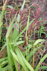 In the field, as weeds grow Echinochloa crus-galli