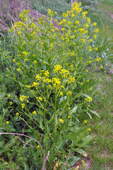 Oriental bunias grows in natureo