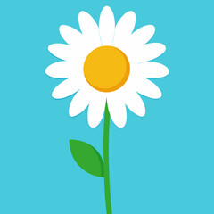 daisy flower vector illustration