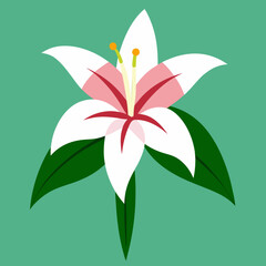 lily flower vector illustration