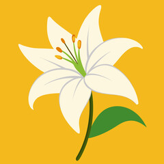 lily flower vector illustration
