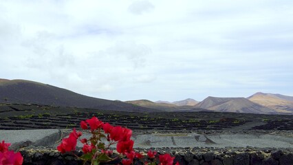 Volcanic vineyards growing in lanzarote, canary islands, spain