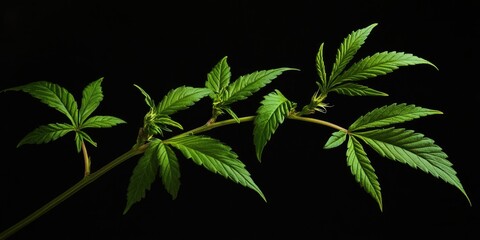 Ultra Close-up of a Cannabis Leaf