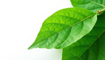 Obraz premium Crisp, bright green cocoa leaf, isolated on pure white backdrop , photography, vivid, plant