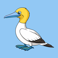 black northern gannet