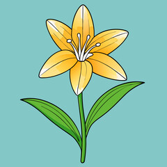 vector illustration of zephyranthes flower