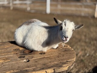Winter Goats Relaxing