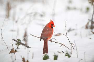 Northern cardinal in the snow